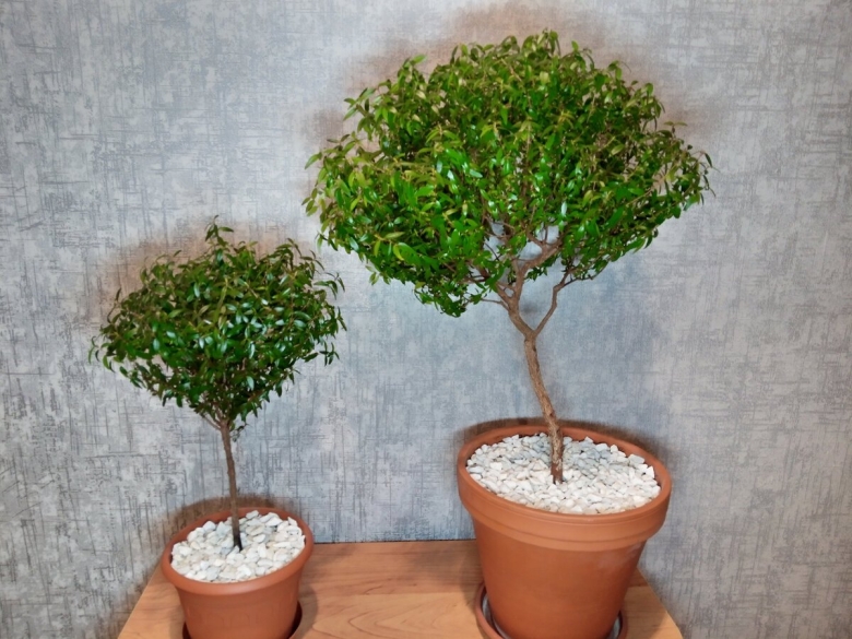 Миртовое дерево