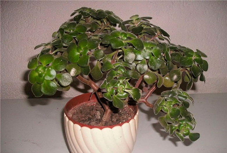 Дерево счастья аихризон