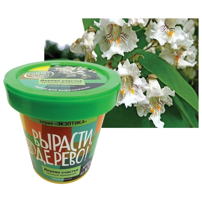 Катальпа прекрасная вырасти дерево