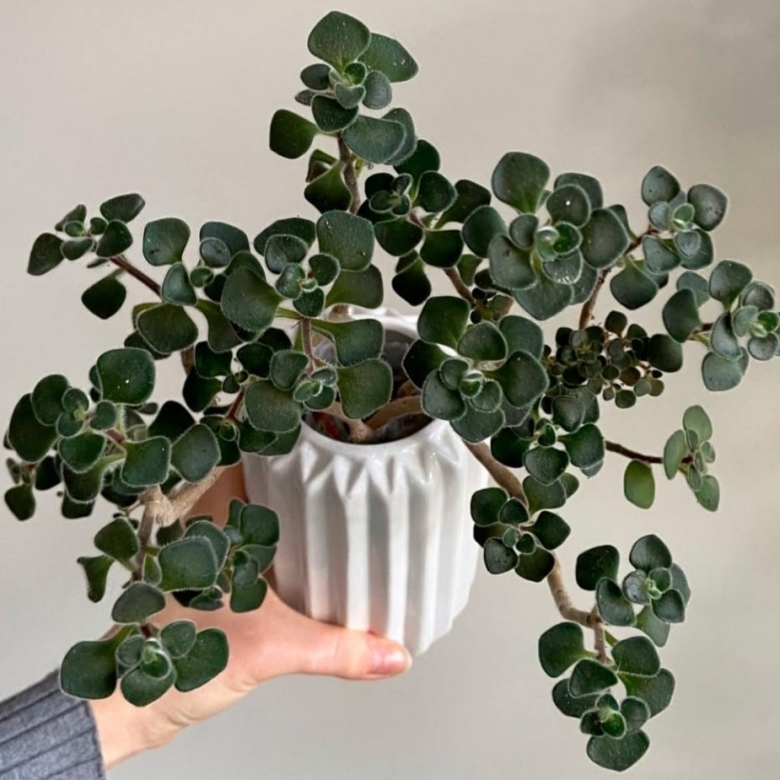 Аихризон распростертый