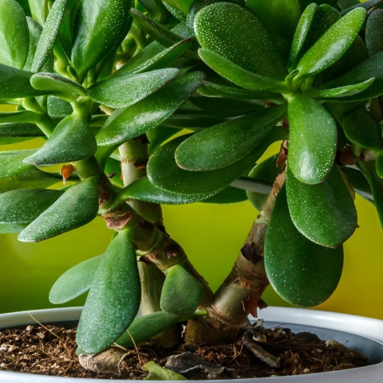 Денежное дерево цветение