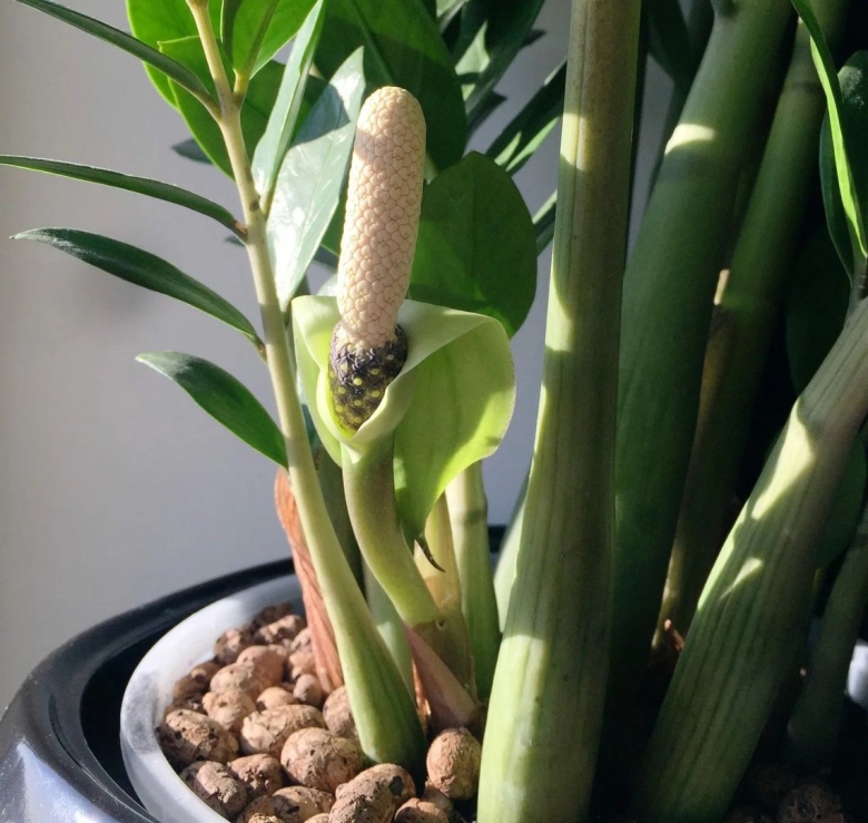 Замиокулькас цветок безбрачия