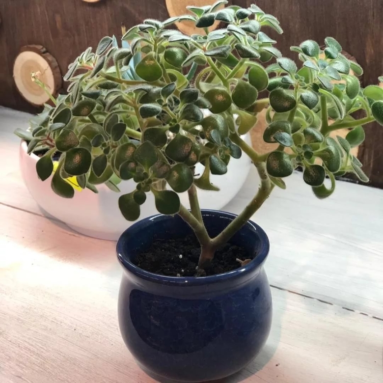 Толстянка аихризон