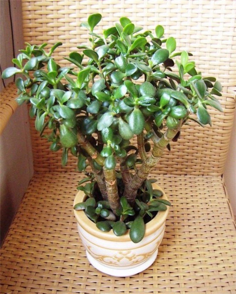 Фикус толстянка