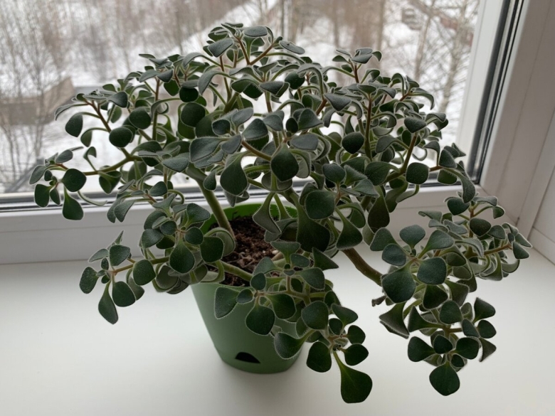 Дерево любви аихризон