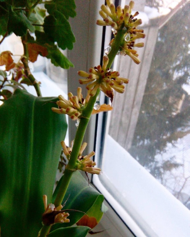 Цветущая драцена душистая