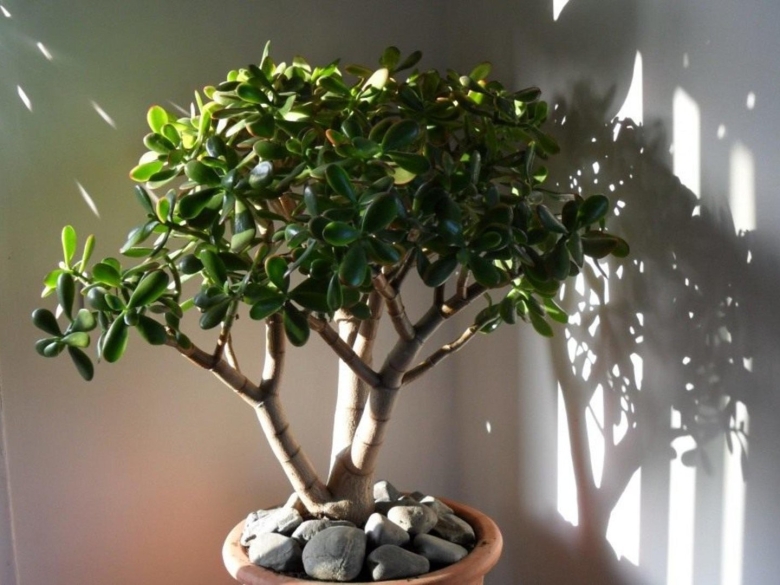 Денежное дерево крассула