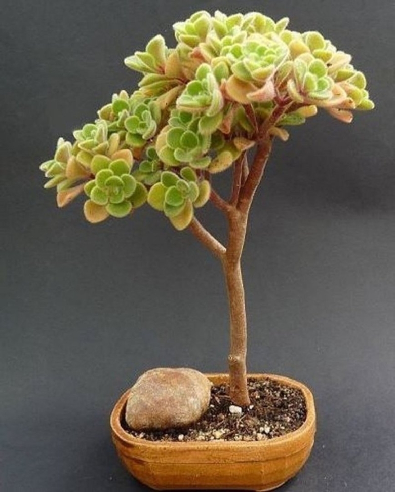 Аихризон дерево любви