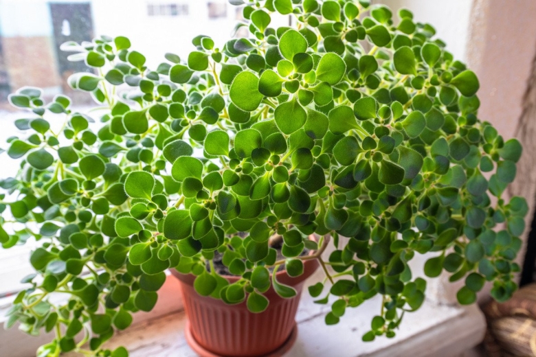 Аихризон суккулент