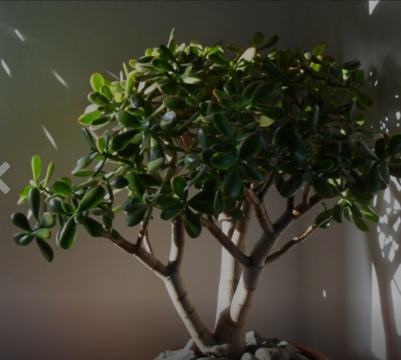 Денежное дерево толстянка