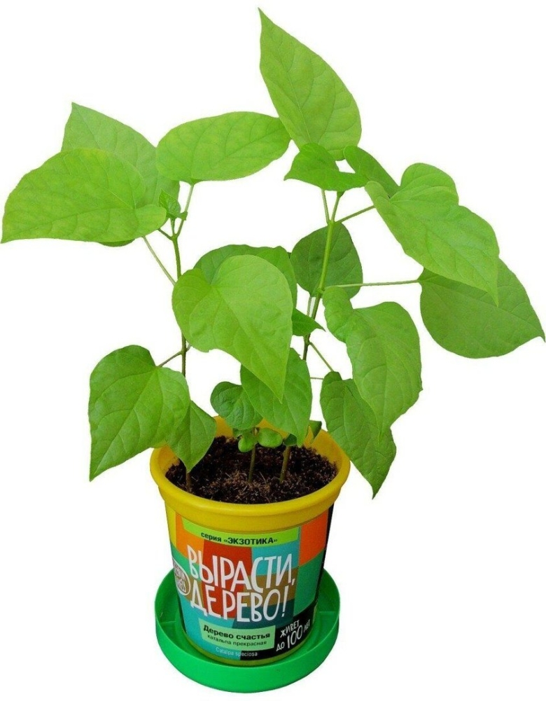 Дерево счастья катальпа