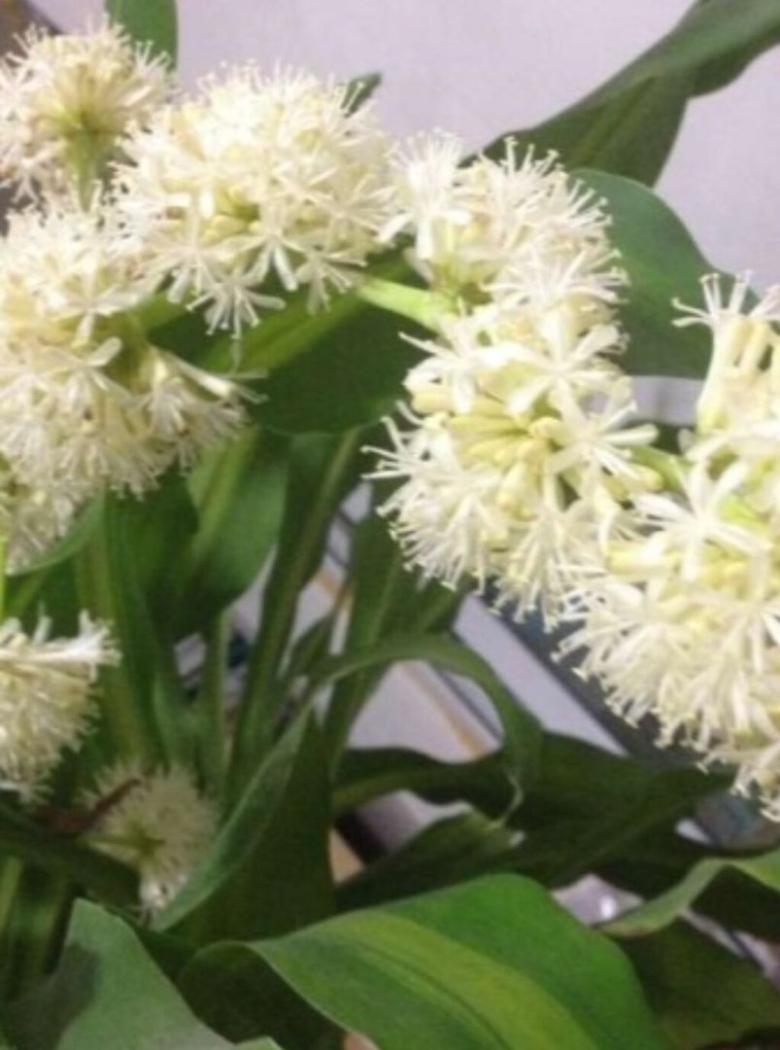 Драцена Тропик дерево счастья