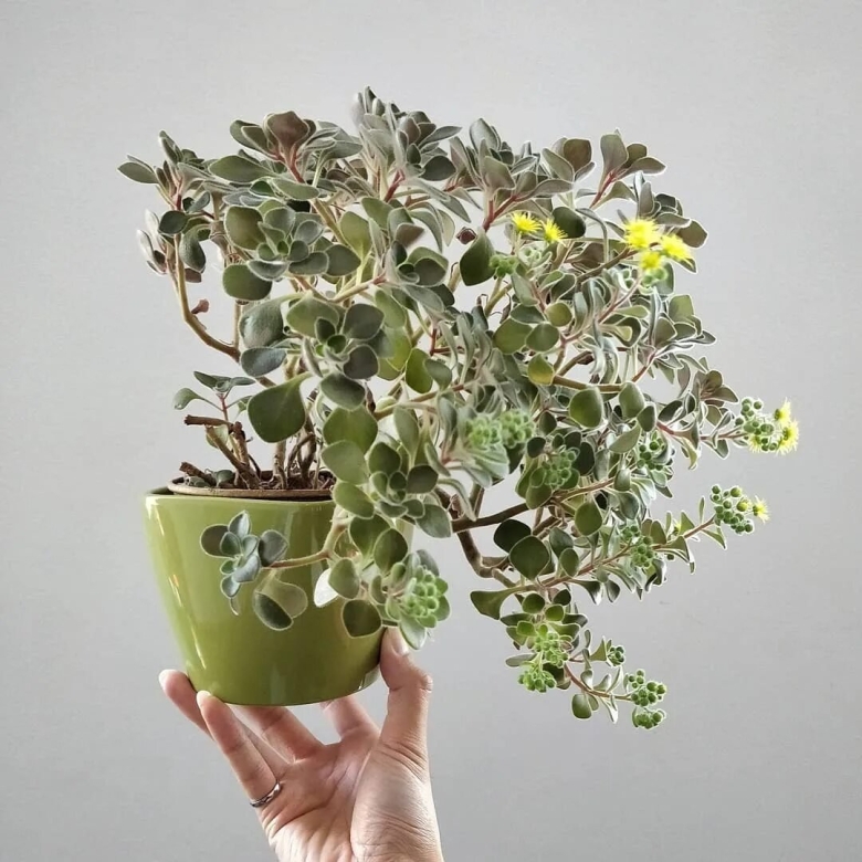 Аихризон суккулент