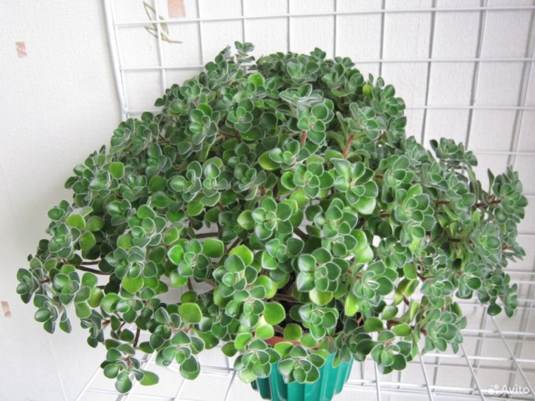 Толстянка аихризон