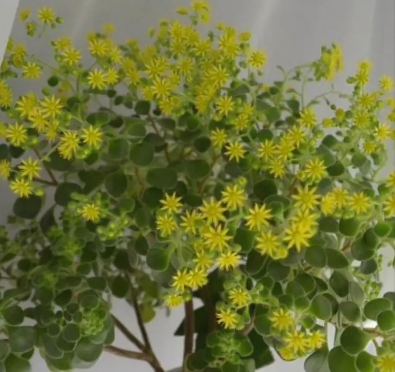 Аихризон фото