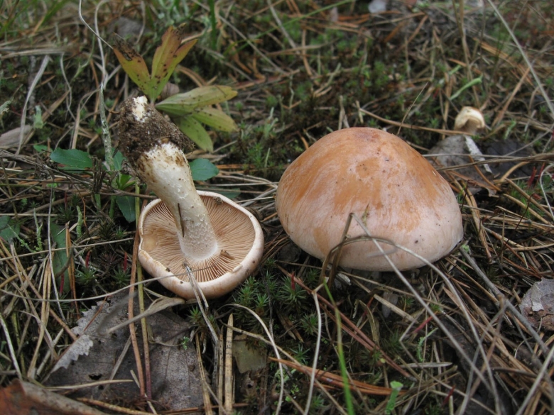 Гебелома клейкая