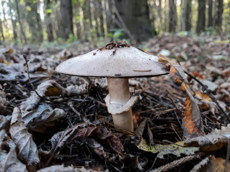 Грибы семейства аманитовых