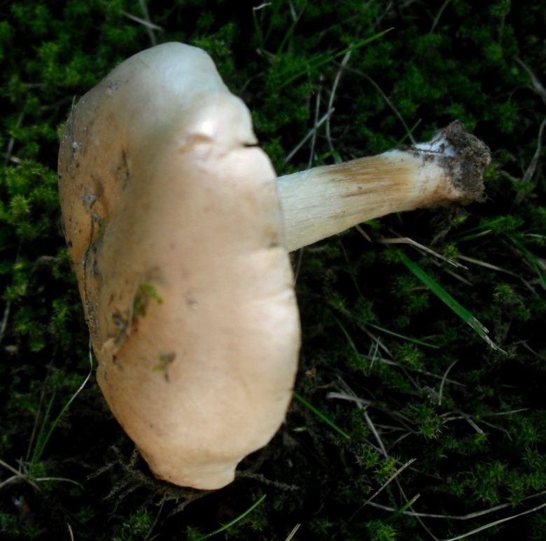 Валуй ложный гриб