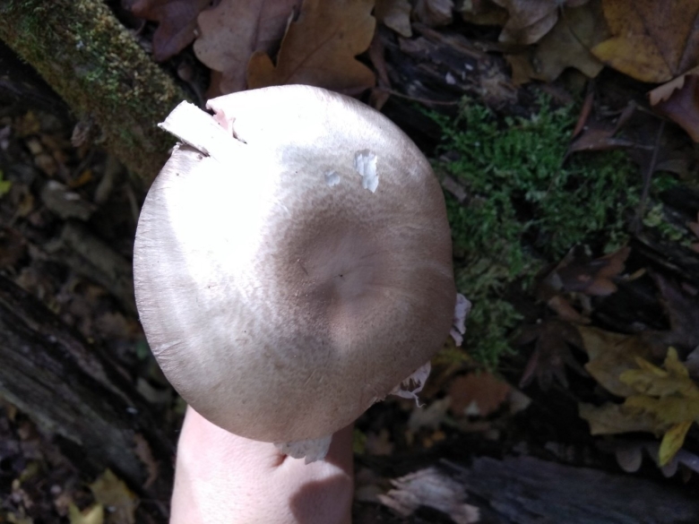 Шампиньон плоскошляпковый Agaricus placomyces