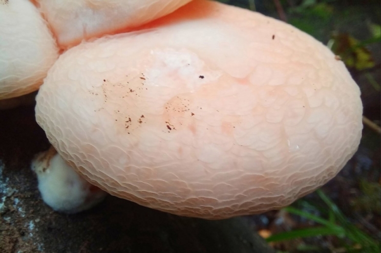 Грибы в Тульской области