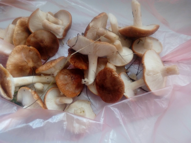 Степная вешенка однобочка