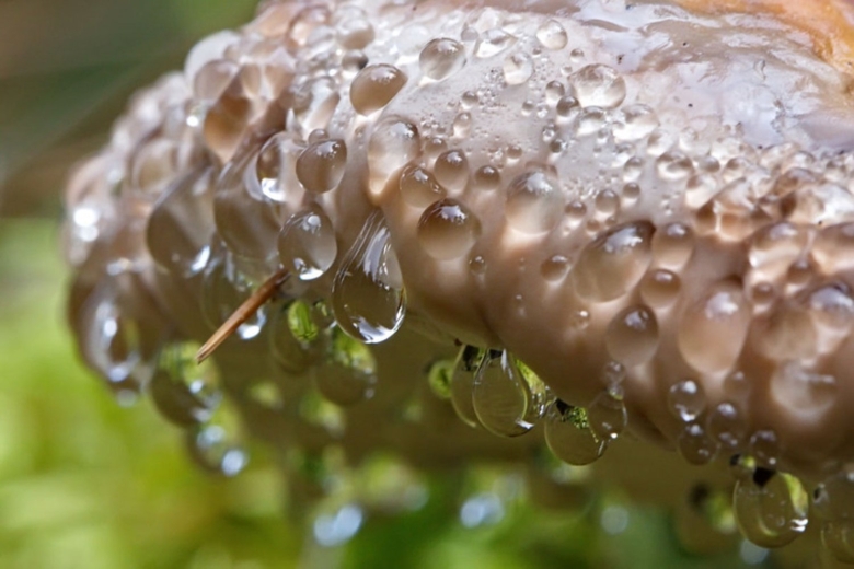 Грибы с капельками