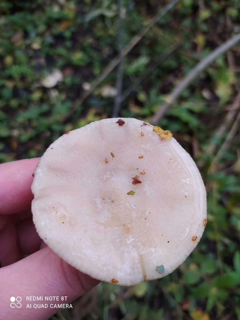 Млечник мокрый