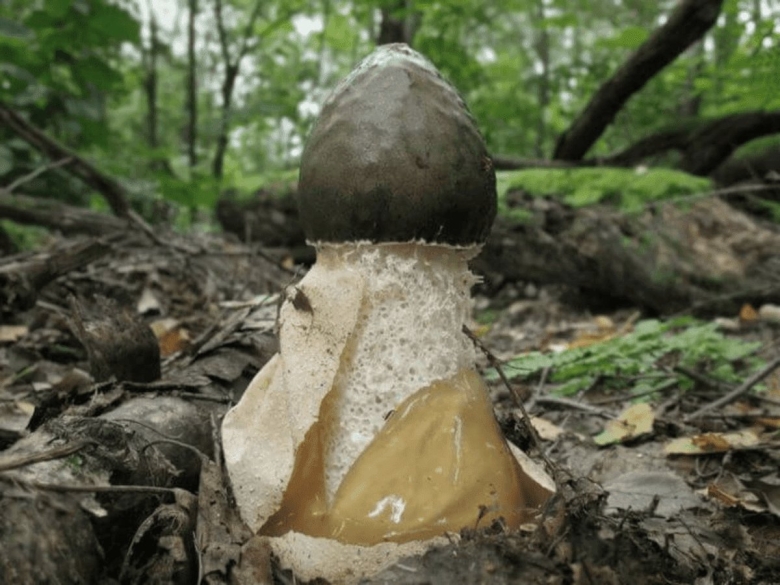 Гриб висюлька обыкновенная