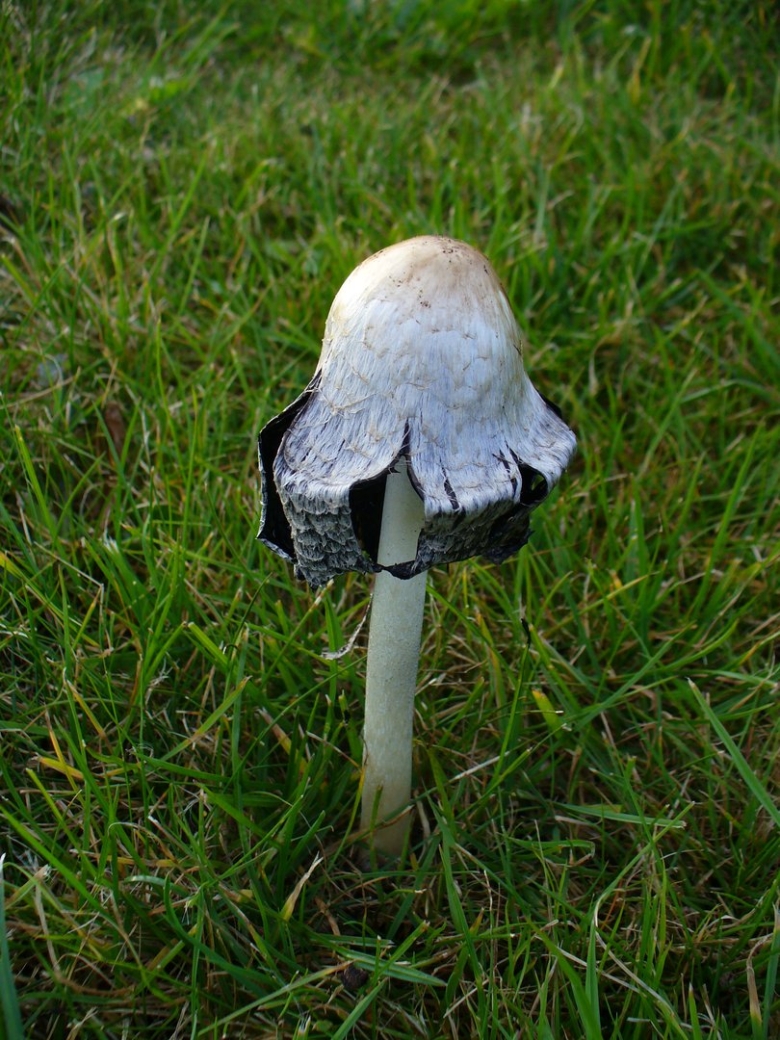 Coprinus calyptratus