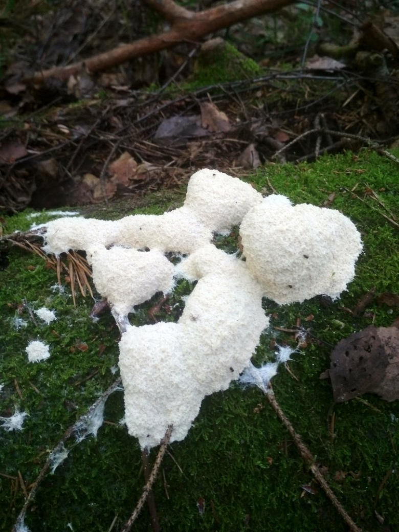 Муцилаго корковый mucilago Crustacea