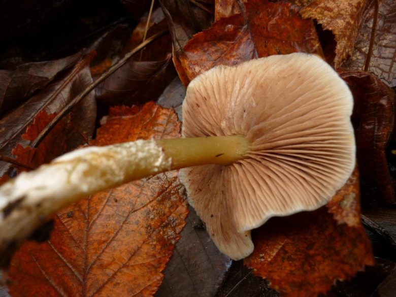 Гриб чешуйчатка клейкая