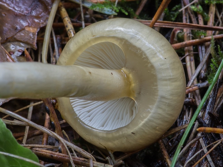 Лимацелла гриб