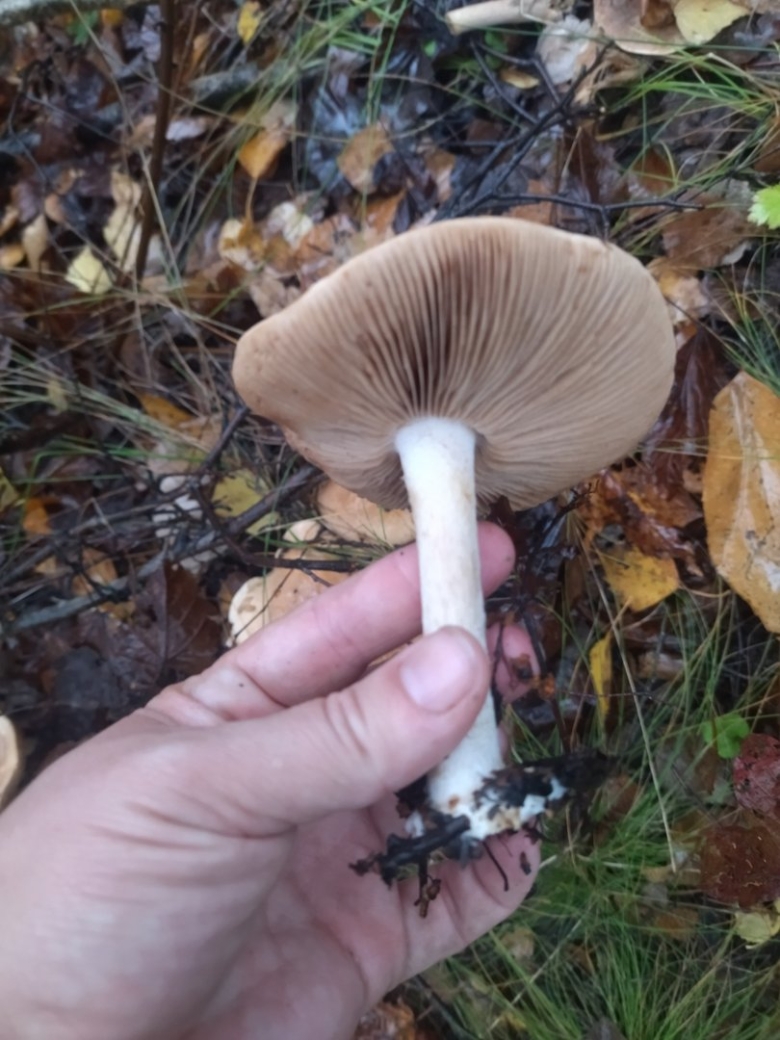 Гебелома клейкая