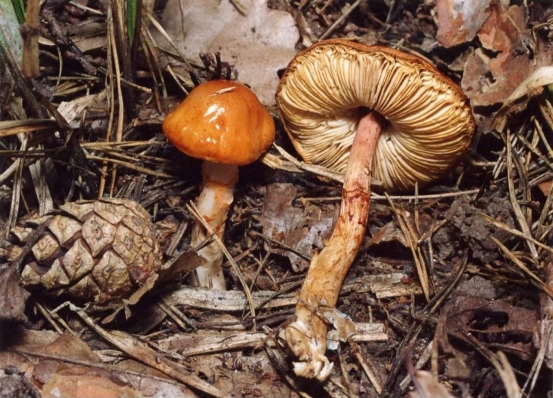 Limacella subfurnacea
