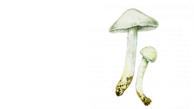 Лимацелла гриб