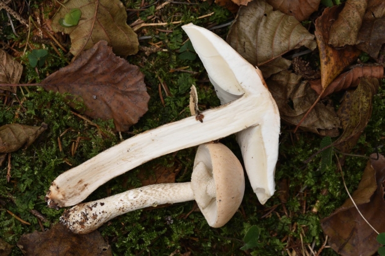 Гебелома клейкая валуй ложный