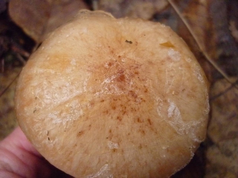 Чешуйчатка клейкая