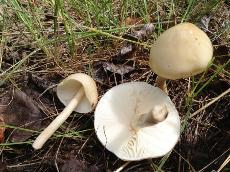 Limacella subfurnacea