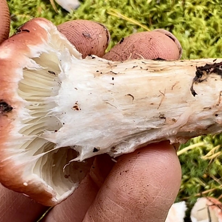 Мокруха клейкая гриб