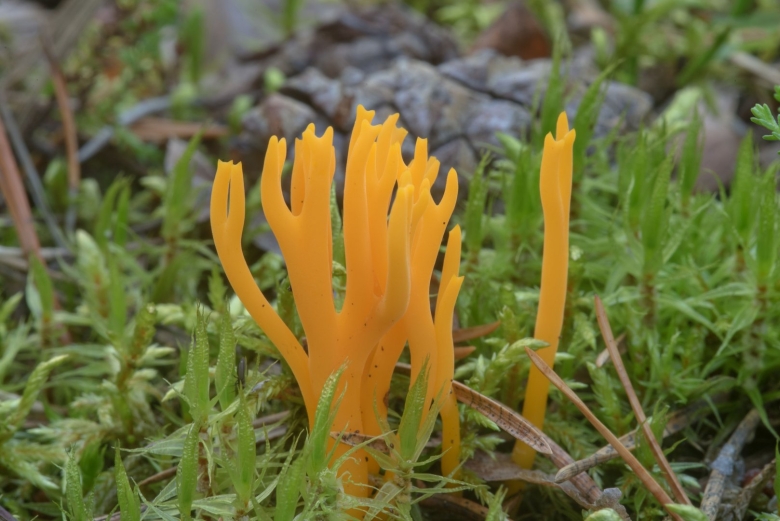 Редкие грибы Подмосковья