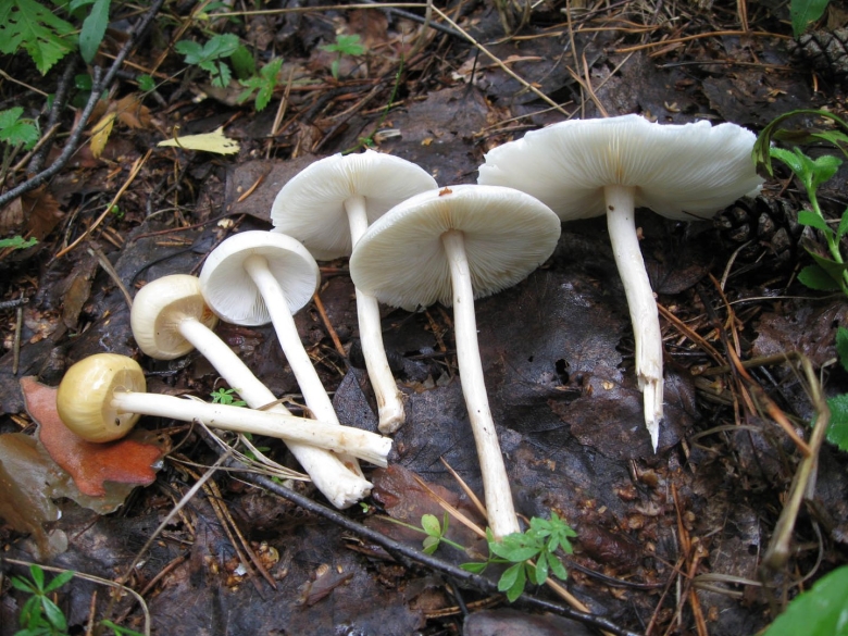 Лимацелла масляная Limacella illinita