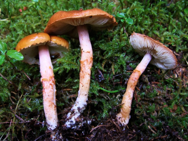 Limacella subfurnacea