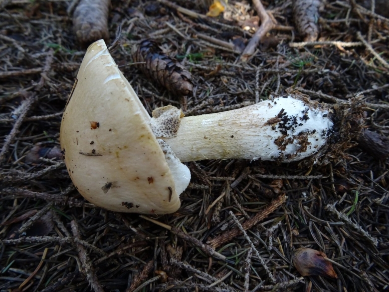 Лимацелла гриб