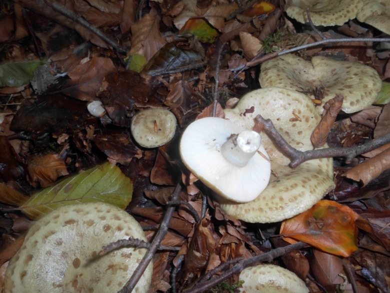 Млечник липкий