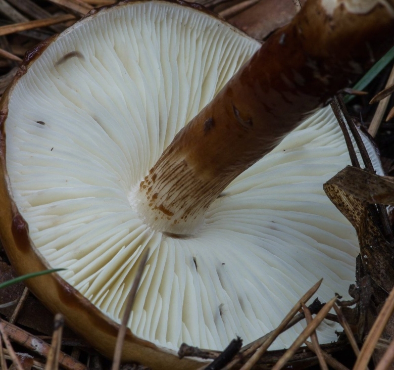 Лимацелла липкая