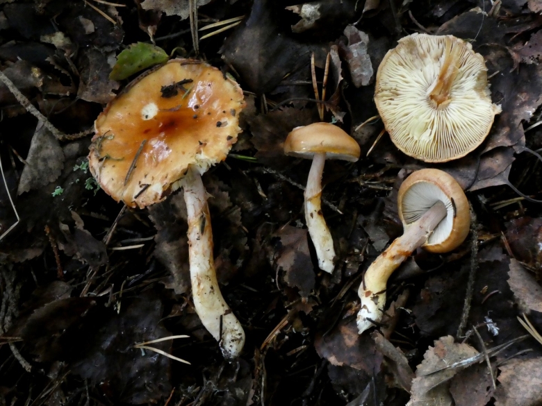 Лимацелла масляная