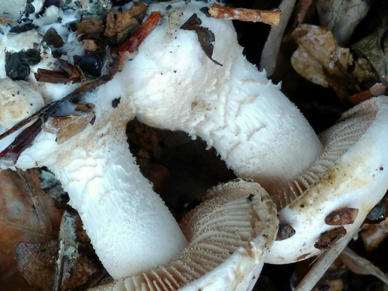 Гебелома опоясанная