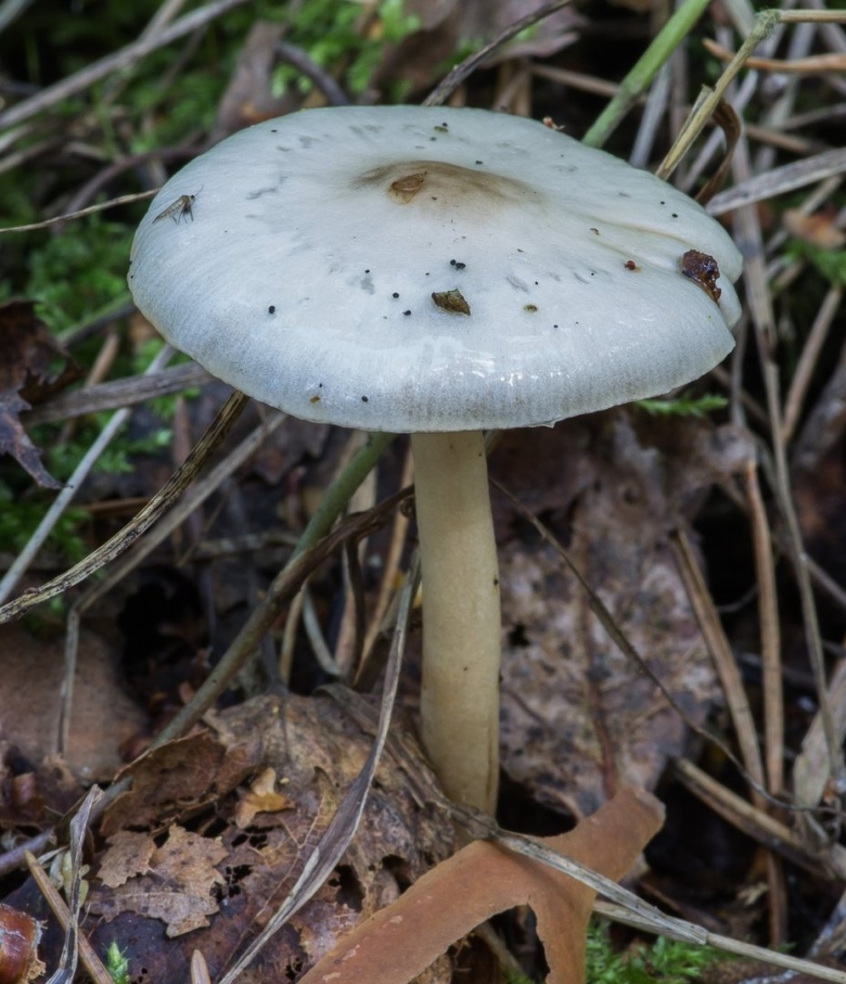 Грибы белушки желтушки