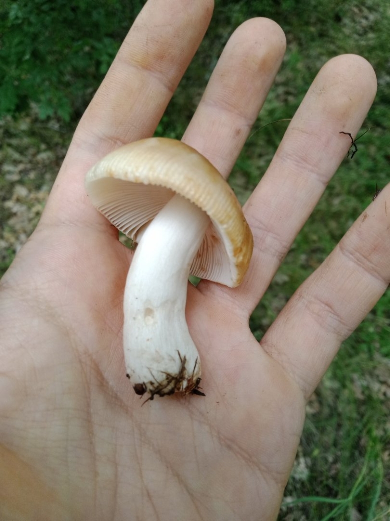 У белого гриба шляпка липкая