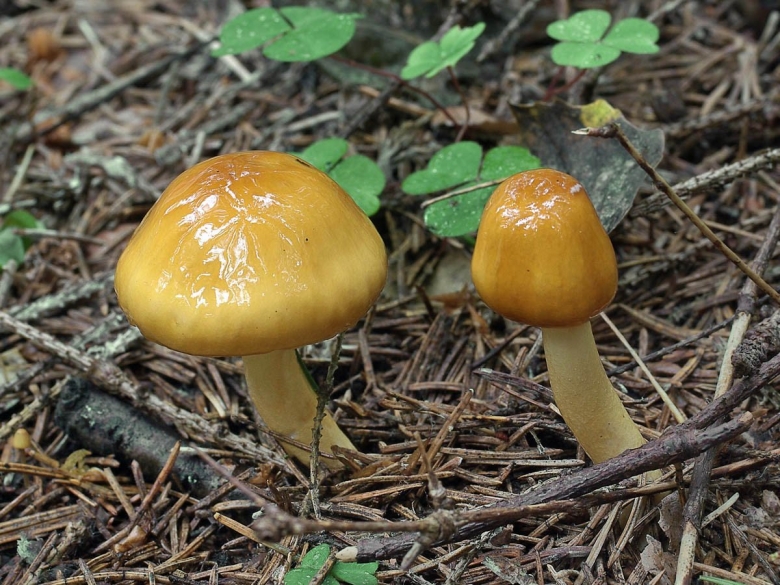 Лимацелла масляная гриб